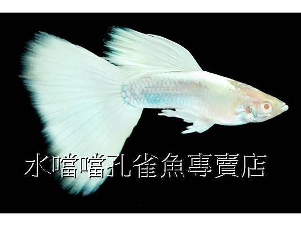 水噹噹003