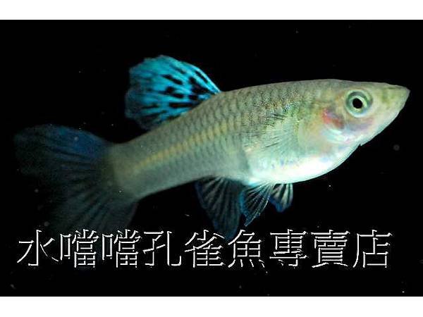 水噹噹孔雀魚004