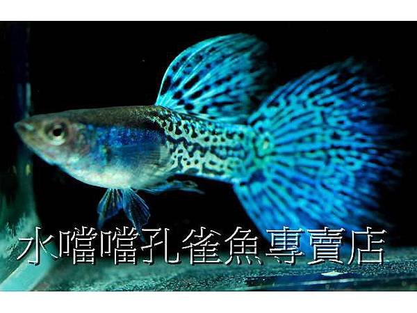 水噹噹孔雀魚003