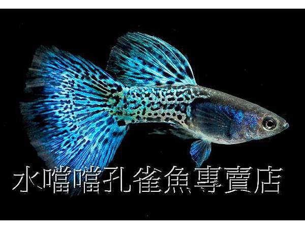 水噹噹孔雀魚002