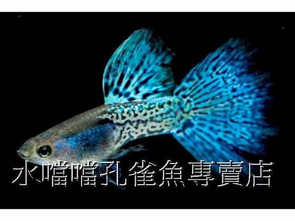 水噹噹孔雀魚001