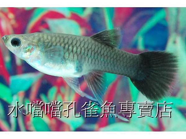 水噹噹孔雀魚005