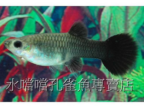 水噹噹孔雀魚004