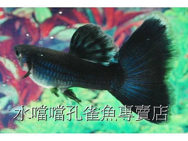 水噹噹孔雀魚001