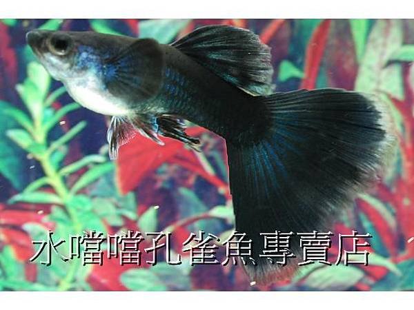 水噹噹孔雀魚002