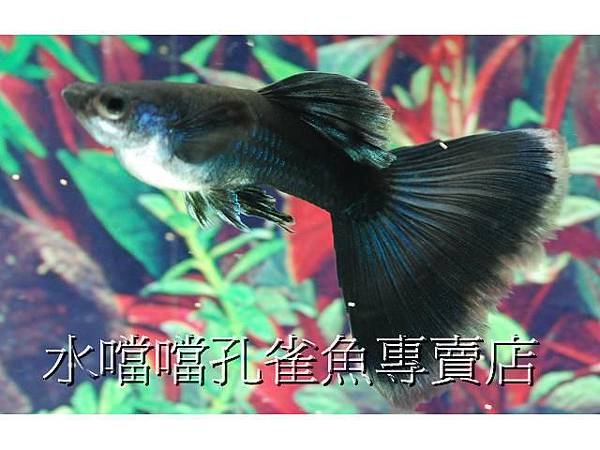 水噹噹孔雀魚003