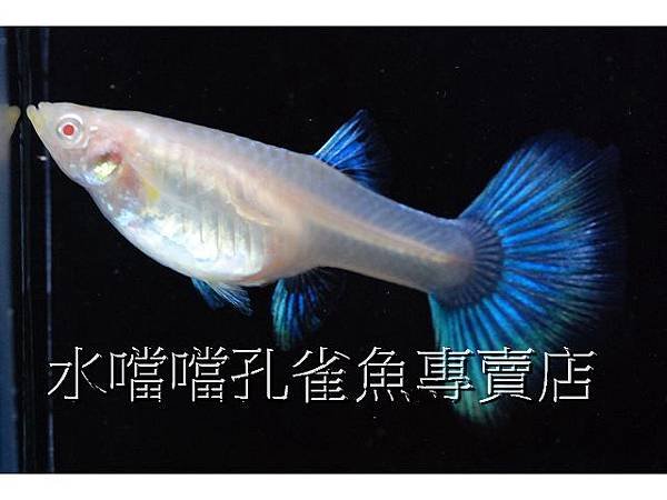 水噹噹孔雀魚專賣店006