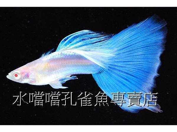 水噹噹孔雀魚專賣店001