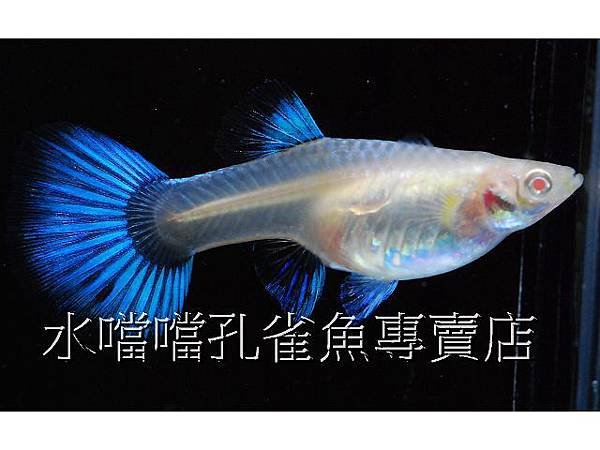 水噹噹孔雀魚專賣店005