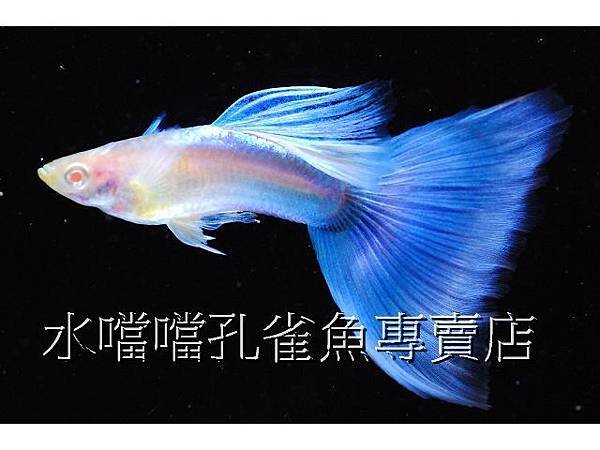 水噹噹孔雀魚專賣店003