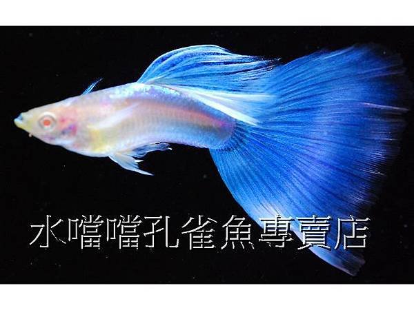 水噹噹孔雀魚專賣店004