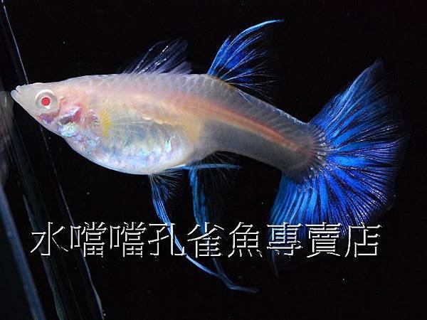 水噹噹孔雀魚專賣店007