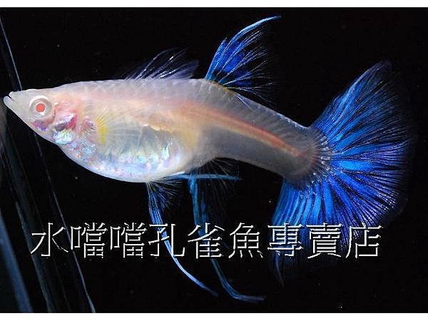 水噹噹孔雀魚專賣店008