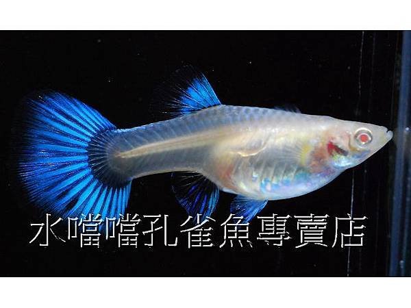 水噹噹孔雀魚專賣店006