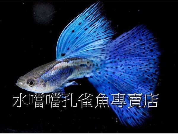 水噹噹孔雀魚專賣店003