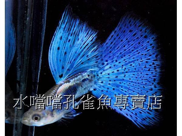 水噹噹孔雀魚專賣店001