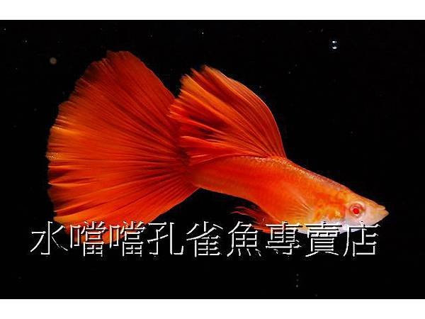 水噹噹孔雀魚專賣店001