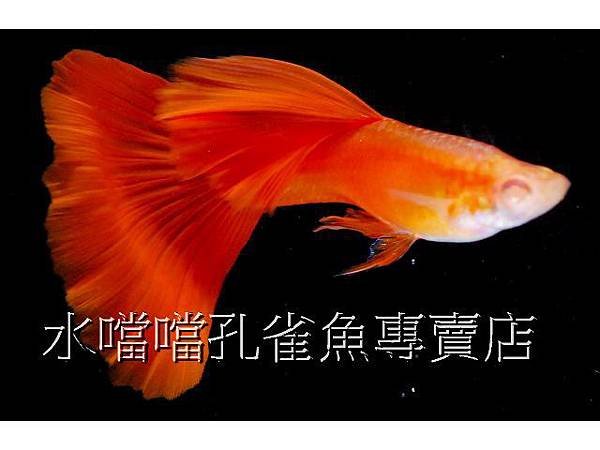 水噹噹孔雀魚專賣店003