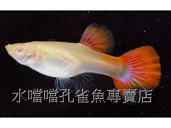 水噹噹孔雀魚專賣店005