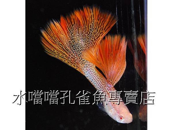 水噹噹孔雀魚專賣店004