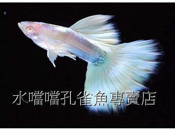 水噹噹孔雀魚專賣店001