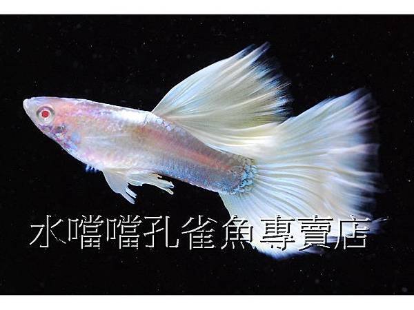 水噹噹孔雀魚專賣店002