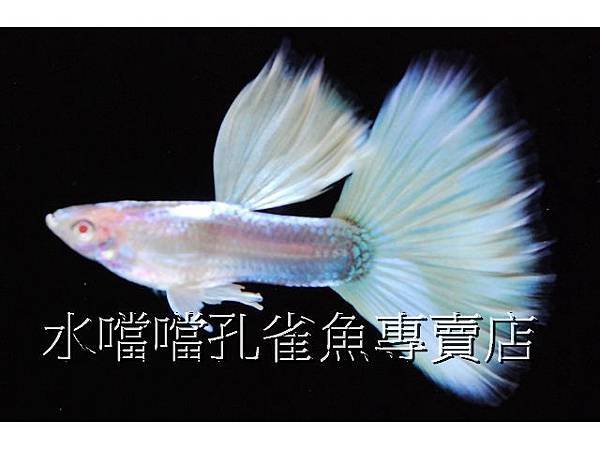 水噹噹孔雀魚專賣店004