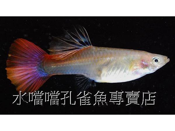 水噹噹孔雀魚專賣店006