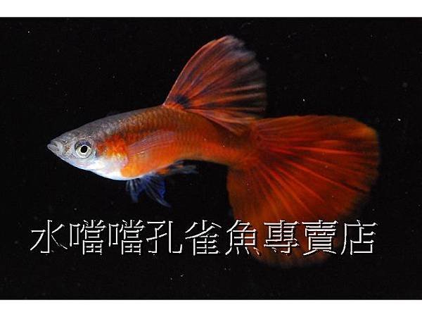 水噹噹孔雀魚專賣店002