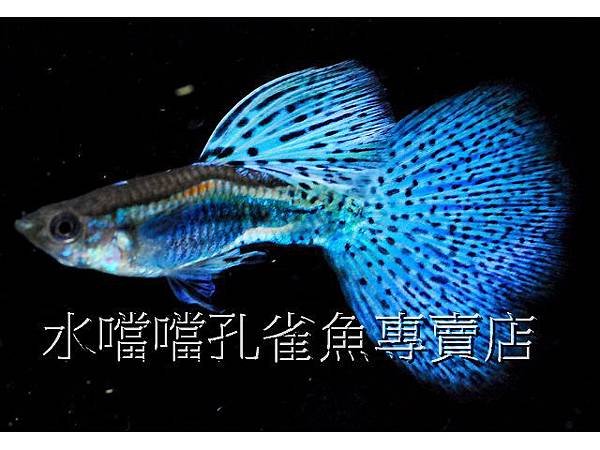 水噹噹孔雀魚專賣店005