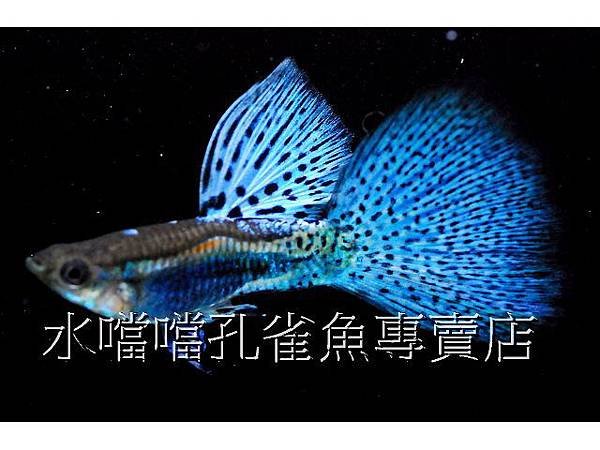 水噹噹孔雀魚專賣店007