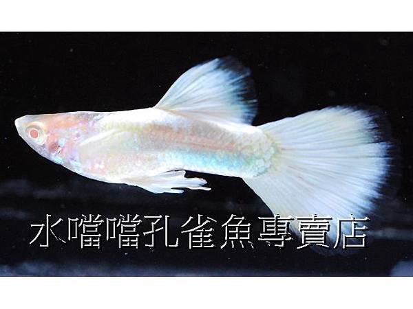 水噹噹孔雀魚專賣店004