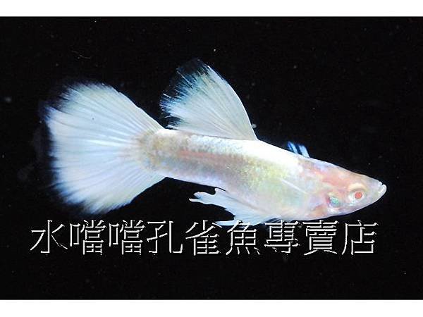 水噹噹孔雀魚專賣店003