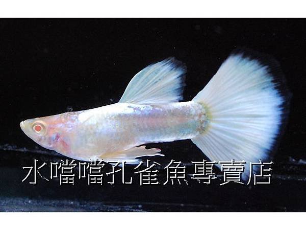 水噹噹孔雀魚專賣店005