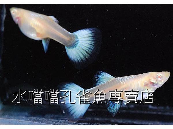 水噹噹孔雀魚專賣店006