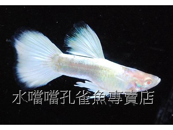 水噹噹孔雀魚專賣店002