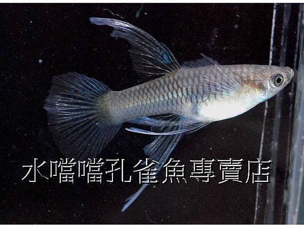 水噹噹孔雀魚專賣店005