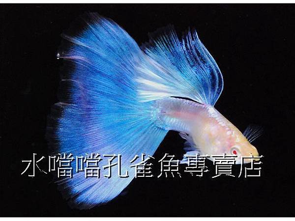 水噹噹孔雀魚專賣店002