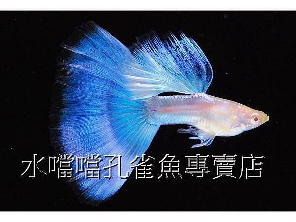 水噹噹孔雀魚專賣店004