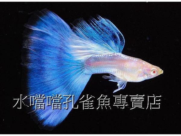 水噹噹孔雀魚專賣店001