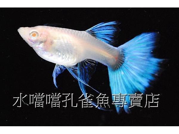 水噹噹孔雀魚專賣店006