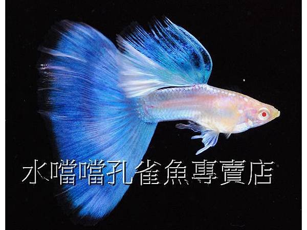 水噹噹孔雀魚專賣店003