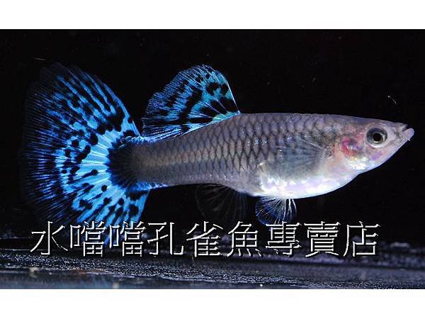 水噹噹孔雀魚專賣店004