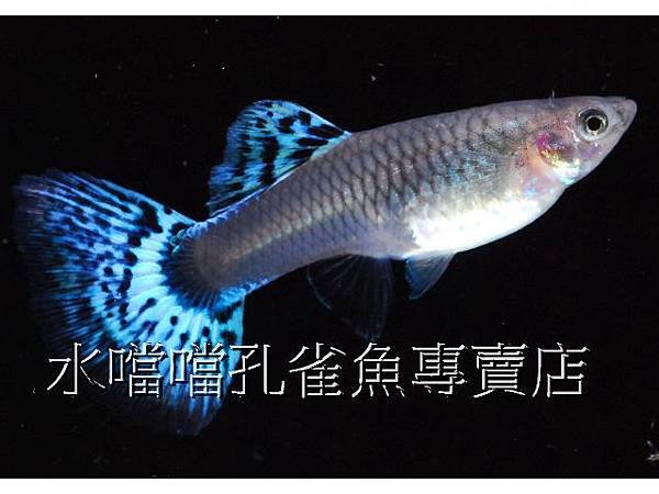 水噹噹孔雀魚專賣店005