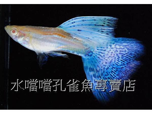 水噹噹孔雀魚專賣店003