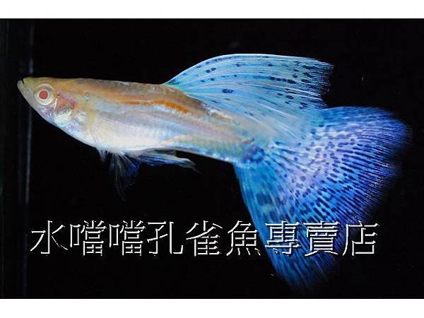 水噹噹孔雀魚專賣店002