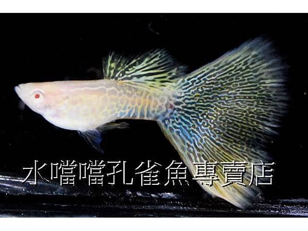 水噹噹孔雀魚專賣店003