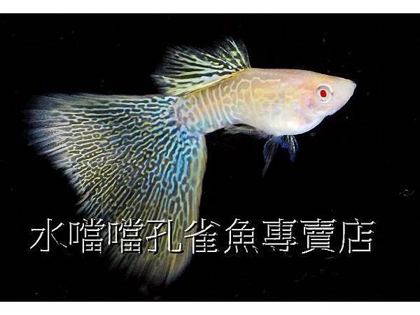 水噹噹孔雀魚專賣店006