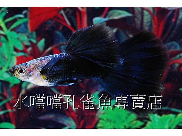 水噹噹孔雀魚專賣店005