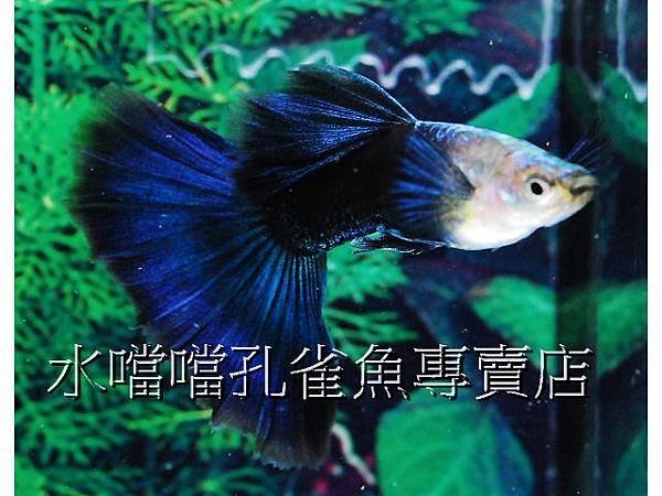 水噹噹孔雀魚專賣店004